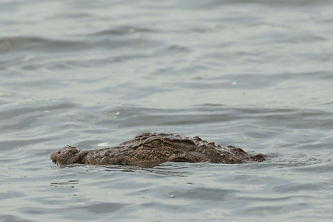 Mugger Crocodile closeup at Wilpaththu park, Sri Lanka Two species of crocodile inhabit Sri Lanka, the saltwater crocodile and the mugger crocodile. as the saltwater species has a broad snout, I conclude that this must be a mugger. Asia,Crocodylus palustris,Mugger crocodile,Sri Lanka,Wilpaththu