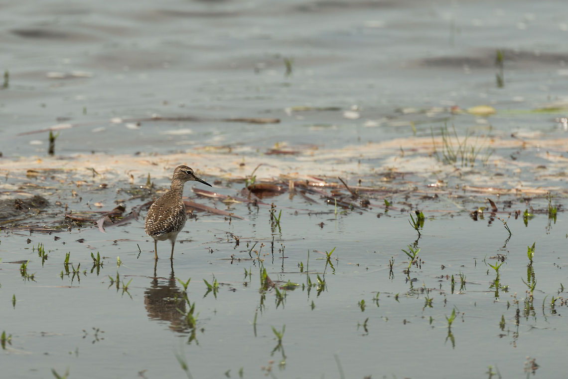 Wood SandPiper, Wilpaththu, Sri Lanka I&#039;ve yet a lot to learn about shore birds. Based on my Sri Lanka birds book this is either a Wood Sandpiper or a Common Sandpiper. I&#039;m going with the Wood Sandpiper as they have a thinner head and neck than the common species. Asia,Sri Lanka,Tringa glareola,Wilpaththu,Wood Sandpiper