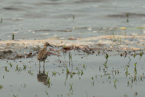 Wood SandPiper, Wilpaththu, Sri Lanka I've yet a lot to learn about shore birds. Based on my Sri Lanka birds book this is either a Wood Sandpiper or a Common Sandpiper. I'm going with the Wood Sandpiper as they have a thinner head and neck than the common species. Asia,Sri Lanka,Tringa glareola,Wilpaththu,Wood Sandpiper