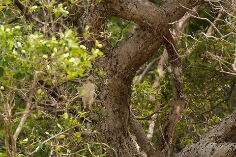 Crested Hawk-Eagle (juvenile), Wilpaththu, Sri Lanka This one was trickier to identify than I expected. This is the juvenile appearance of a crested hawk-eagle, an appearance much different from adults. They are hard to spot, but trained trackers regularly point them out to guests. They are often found in a calm state in trees, just observing. Asia,Changeable Hawk-Eagle,Nisaetus cirrhatus,Sri Lanka,Wilpaththu