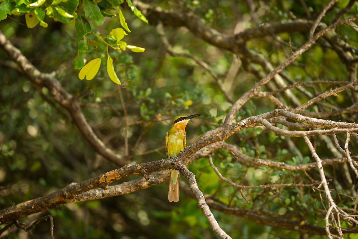 Blue-tailed Bee-eater front view, Wilpaththu, Sri Lanka I hope you&#039;re not getting bored by bee-eaters. You have to understand that I live in a part of the world where none occurs at all, so they&#039;re a tropical joy for me to photograph. Anyway, this is a blue-tailed bee-eater, although in this position you do not get to see its blue tail :) Asia,Blue-tailed Bee-eater,Merops philippinus,Sri Lanka,Wilpaththu