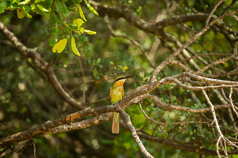 Blue-tailed Bee-eater front view, Wilpaththu, Sri Lanka I hope you're not getting bored by bee-eaters. You have to understand that I live in a part of the world where none occurs at all, so they're a tropical joy for me to photograph. Anyway, this is a blue-tailed bee-eater, although in this position you do not get to see its blue tail :) Asia,Blue-tailed Bee-eater,Merops philippinus,Sri Lanka,Wilpaththu
