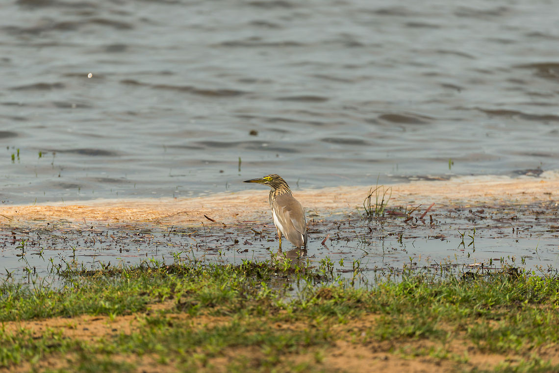 Indian Pond Heron, Wilpaththu, Sri Lanka This is an Indian Pond Heron in its non-breeding plumage. The breeding plumage looks radically different, here&#039;s an example:<br />
<a href="http://en.wikipedia.org/wiki/File:Indian_Pond_Heron_I2_IMG_1142.jpg" rel="nofollow">http://en.wikipedia.org/wiki/File:Indian_Pond_Heron_I2_IMG_1142.jpg</a> Ardeola grayii,Asia,Indian Pond Heron,Sri Lanka,Wilpaththu