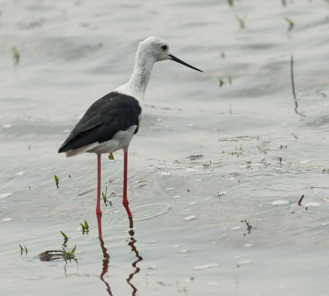 Closeup of a Black-winged Stilt, at Wilpaththu, Sri Lanka a common breeding resident in Sri lanka, this one being an adult. Example of a variation with more black on the head and eye:<br />
<figure class="photo"><a href="https://www.jungledragon.com/image/23738/black-winged_stilt_with_black_head_and_eye_patch_wilpaththu_sri_lanka.html" title="Black-winged Stilt with black head and eye patch, Wilpaththu, Sri Lanka"><img src="https://s3.amazonaws.com/media.jungledragon.com/images/2/23738_thumb.jpg?AWSAccessKeyId=05GMT0V3GWVNE7GGM1R2&Expires=1770854410&Signature=piyNHa7OPk%2F2tHWpDLQY8GVPjM0%3D" width="200" height="134" alt="Black-winged Stilt with black head and eye patch, Wilpaththu, Sri Lanka The world of stilts is a confusing one. Scientists don't entirely agree on what are sub species and what are races. Usually, the geographic range helps narrow it down. In this case, based on location, it has to be the Black-winged stilt, as it is the only large stilt documented to occur in Sri Lanka (according to my book).  Asia,Black-winged Stilt,Himantopus himantopus,Sri Lanka,Wilpaththu" /></a></figure> Asia,Black-winged Stilt,Himantopus himantopus,Sri Lanka,Wilpaththu