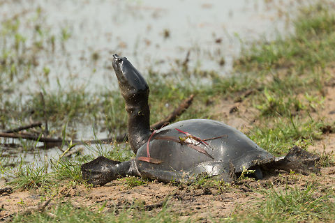 Closeup of Indian flapshell turtle sunbathing at Wilpaththu, Sri Lanka Funny story: in the dutch language, we typically use a single word for all types of turtles (freshwater, land, marine). Naturally, we translate that to the english word "turtle". So every time we spot one, no matter the type, we say "turtle!", and keep getting corrected by guides that sometimes it is a tortoise. A similar thing is true for the distinction between apes and monkeys, they are the same thing for us, based on language :) Asia,Indian flapshell turtle,Lissemys punctata,Sri Lanka,Wilpaththu