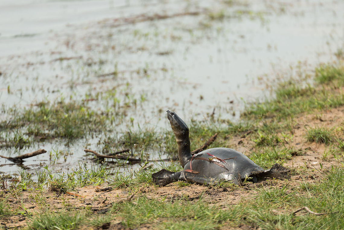 Indian flapshell turtle sunbathing at Wilpaththu, Sri Lanka  Asia,Indian flapshell turtle,Lissemys punctata,Sri Lanka,Wilpaththu