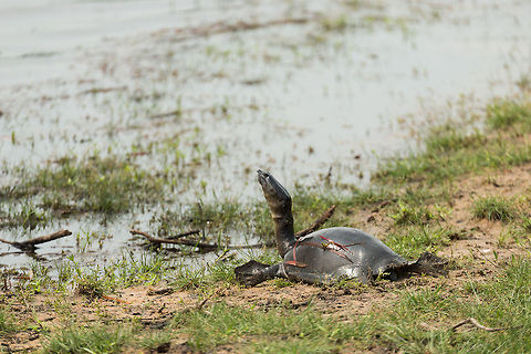 Indian flapshell turtle sunbathing at Wilpaththu, Sri Lanka  Asia,Indian flapshell turtle,Lissemys punctata,Sri Lanka,Wilpaththu