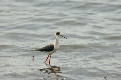 Black-winged Stilt with black head and eye patch, Wilpaththu, Sri Lanka The world of stilts is a confusing one. Scientists don't entirely agree on what are sub species and what are races. Usually, the geographic range helps narrow it down. In this case, based on location, it has to be the Black-winged stilt, as it is the only large stilt documented to occur in Sri Lanka (according to my book).  Asia,Black-winged Stilt,Himantopus himantopus,Sri Lanka,Wilpaththu