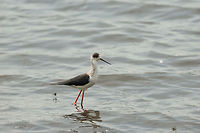 Black-winged Stilt with black head and eye patch, Wilpaththu, Sri Lanka The world of stilts is a confusing one. Scientists don't entirely agree on what are sub species and what are races. Usually, the geographic range helps narrow it down. In this case, based on location, it has to be the Black-winged stilt, as it is the only large stilt documented to occur in Sri Lanka (according to my book).  Asia,Black-winged Stilt,Himantopus himantopus,Sri Lanka,Wilpaththu