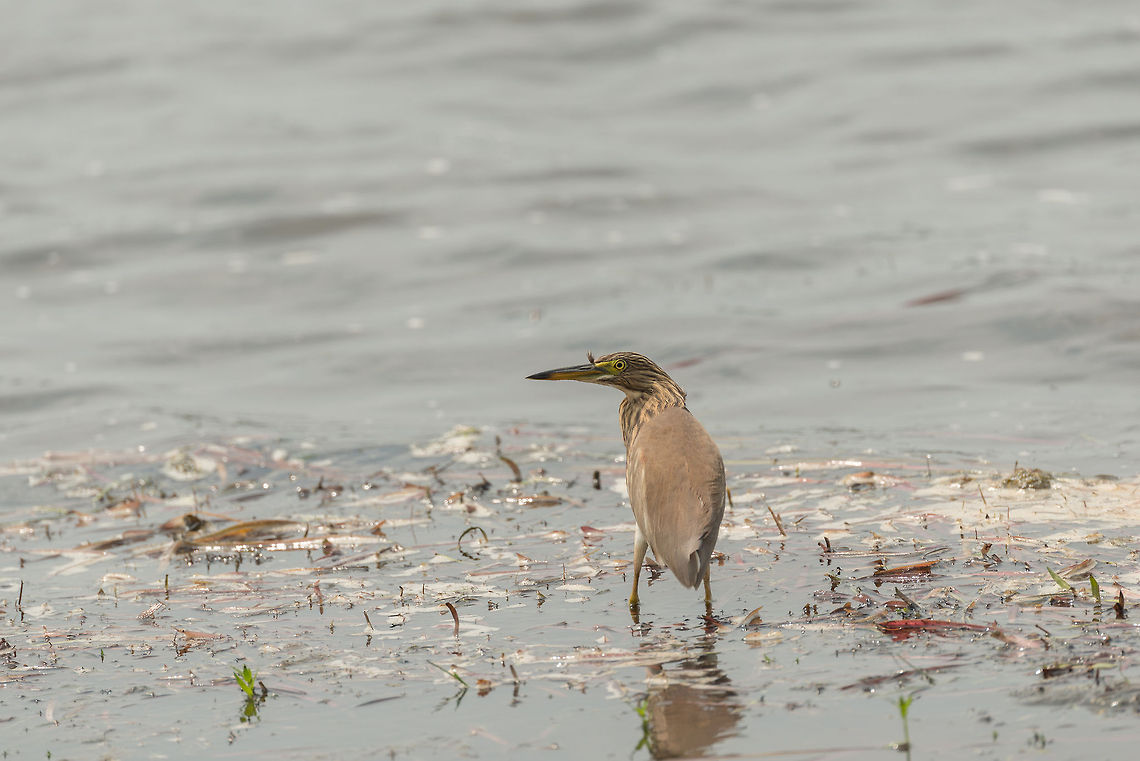 Closeup of Indian Pond Heron at Wilpaththu, Sri Lanka Non-breeding plumage. Ardeola grayii,Asia,Indian Pond Heron,Sri Lanka,Wilpaththu