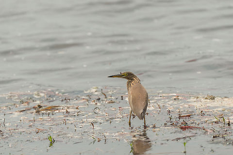 Closeup of Indian Pond Heron at Wilpaththu, Sri Lanka Non-breeding plumage. Ardeola grayii,Asia,Indian Pond Heron,Sri Lanka,Wilpaththu