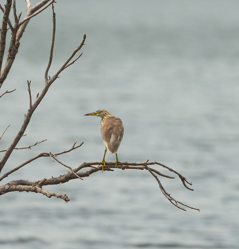 Indian Pond Heron in tree, Wilpaththu, Sri Lanka  Ardeola grayii,Asia,Indian Pond Heron,Sri Lanka,Wilpaththu