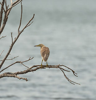 Indian Pond Heron in tree, Wilpaththu, Sri Lanka  Ardeola grayii,Asia,Indian Pond Heron,Sri Lanka,Wilpaththu
