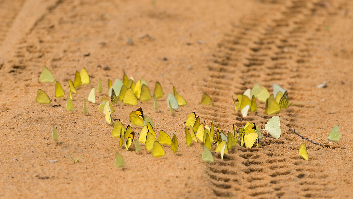 Yellow Orange Tip cluster on Wilpaththu path, Sri Lanka One of Sri Lanka's unexpected delights are the enormous quantities and diversity of butterflies. At Wilpaththu, we literally were driving in clouds of butterflies and dragonflies, something we never experienced in any other country we visited. For some reason, it were always these yellow species found on the ground. Asia,Ixias pyrene,Sri Lanka,Wilpaththu,Yellow Orange Tip