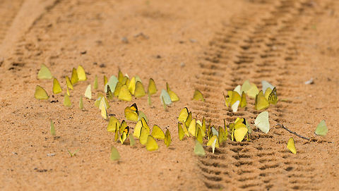 Yellow Orange Tip cluster on Wilpaththu path, Sri Lanka One of Sri Lanka's unexpected delights are the enormous quantities and diversity of butterflies. At Wilpaththu, we literally were driving in clouds of butterflies and dragonflies, something we never experienced in any other country we visited. For some reason, it were always these yellow species found on the ground. Asia,Ixias pyrene,Sri Lanka,Wilpaththu,Yellow Orange Tip