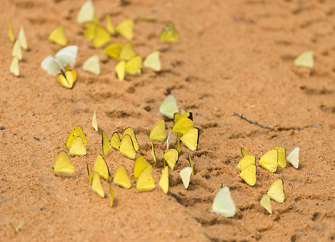 Closeup of Yellow Orange Tip cluster on Wilpaththu path, Sri Lanka  Asia,Ixias pyrene,Sri Lanka,Wilpaththu,Yellow Orange Tip