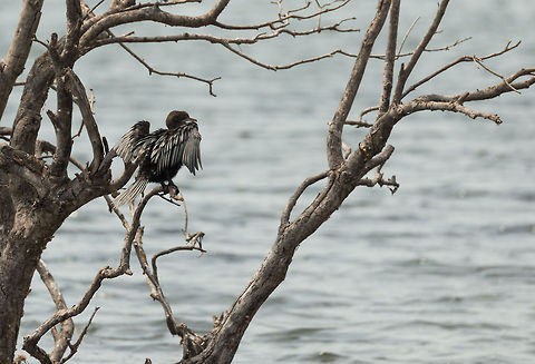Little Cormorant drying wings at Wilpaththu, Sri Lanka  Asia,Little cormorant,Microcarbo niger,Sri Lanka,Wilpaththu
