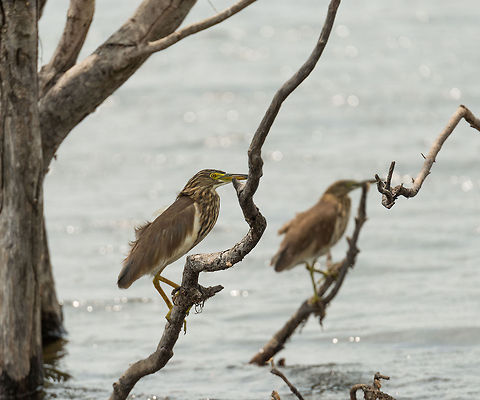 Indian Pond hero duo, Wilpaththu, Sri Lanka Ardeola grayii,Asia,Indian Pond Heron,Sri Lanka,Wilpaththu