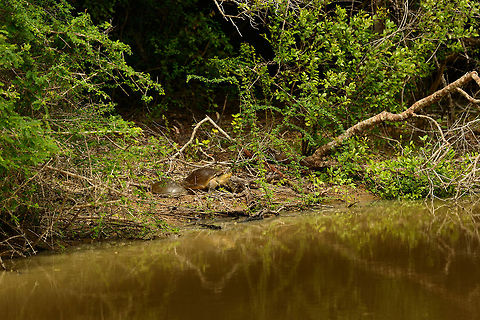 Indian Flapshell Turtles on Wilpaththu shore, Sri Lanka  Asia,Indian flapshell turtle,Lissemys punctata,Sri Lanka,Wilpaththu