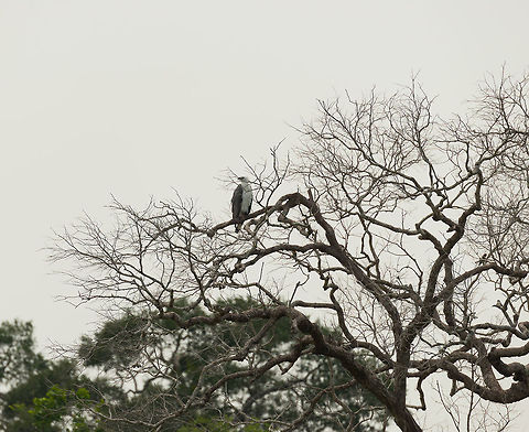 Remote spotting of White-bellied Sea Eagle, Wilpaththu, Sri Lanka  Asia,Haliaeetus leucogaster,Sri Lanka,White-bellied Sea Eagle,Wilpaththu