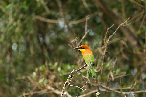 Chestnut-headed Bee-eater, Wilpaththu, Sri Lanka In my opinion the most beautiful bee-eater in Sri Lanka, perhaps also because it is uncommon. Our experience confirms this, we saw these only once, whilst we had hundreds of spottings of other species of bee-eaters. Asia,Chestnut-headed Bee-eater,Merops leschenaulti,Sri Lanka,Wilpaththu