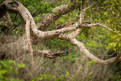 White-throated Kingfisher, Wilpaththu, Sri Lanka I was tempted to crop this photo, but decided to leave it as is. This is in our experience the closest you will get to a kingfisher in Sri Lanka.  Asia,Halcyon smyrnensis,Sri Lanka,White-throated kingfisher,Wilpaththu