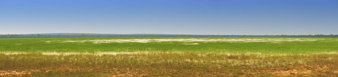 Wilpaththu mega panorama A mega panorama of wet grasslands in Wilpaththu right after the rain season in November. The surprise in this photo...it has elephants. Follow these instructions:<br />
<br />
- Be signed in to JungleDragon<br />
- Open the photo fullscreen by clicking on it<br />
- Click the &quot;load original&quot; button <br />
- Wait for it to load<br />
- Zoom and pan using your mousewheel and by dragging<br />
<br />
Let me know when you found them :) Asia,Sri Lanka,Wilpaththu