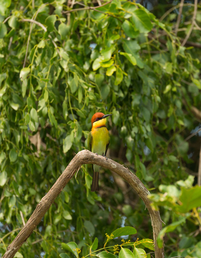 Chestnut-headed Bee-eater - 2, Wilpaththu, Sri Lanka In my opinion the most beautiful bee-eater in Sri Lanka, perhaps also because it is uncommon. Our experience confirms this, we saw these only once, whilst we had hundreds of spottings of other species of bee-eaters.  Asia,Chestnut-headed Bee-eater,Merops leschenaulti,Sri Lanka,Wilpaththu