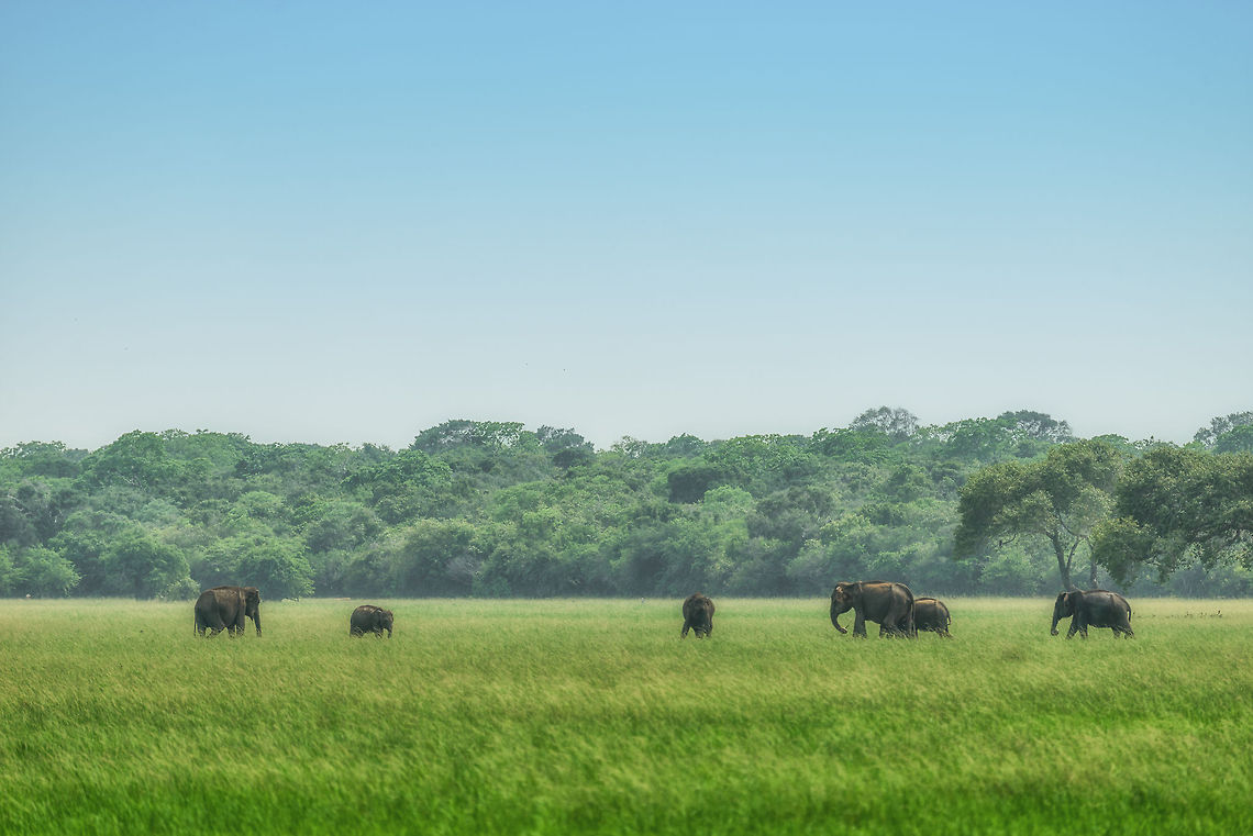 Sri Lankan elephants in Wilpaththu Our first encounter with elephants in Sri Lanka. Although far away, we enjoyed the view in their natural habitat, behaving in peace. Note that they are walking in shallow water here. It&#039;s an ideal place as they can bath whilst eating the grass. Interesting fact: Sri Lankan elephants rarely ever have tusks. In this world I guess that is a good thing.<br />
<br />
I went HDR on this one as the light was very harsh. Asia,Elephas maximus maximus,Sri Lanka,Sri Lankan elephant,Wilpaththu