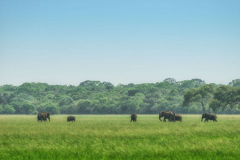Sri Lankan elephants in Wilpaththu Our first encounter with elephants in Sri Lanka. Although far away, we enjoyed the view in their natural habitat, behaving in peace. Note that they are walking in shallow water here. It's an ideal place as they can bath whilst eating the grass. Interesting fact: Sri Lankan elephants rarely ever have tusks. In this world I guess that is a good thing.

I went HDR on this one as the light was very harsh. Asia,Elephas maximus maximus,Sri Lanka,Sri Lankan elephant,Wilpaththu