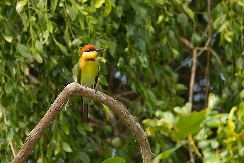 Chestnut-headed Bee-eater - 3, Wilpaththu, Sri Lanka In my opinion the most beautiful bee-eater in Sri Lanka, perhaps also because it is uncommon. Our experience confirms this, we saw these only once, whilst we had hundreds of spottings of other species of bee-eaters.  Asia,Chestnut-headed Bee-eater,Merops leschenaulti,Sri Lanka,Wilpaththu