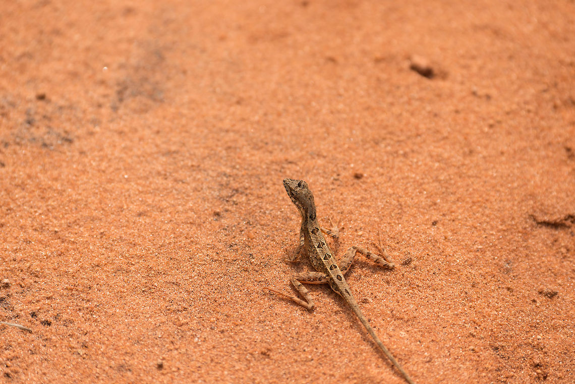 Fan-throated lizard, Wilpaththu, Sri Lanka Taken from a jeep, hence the poor angle. I did not realize during the taking of the photo, however, that this would be a species intro, and quite an interesting species. Asia,Fan-throated lizard,Sitana ponticeriana,Sri Lanka,Wilpaththu