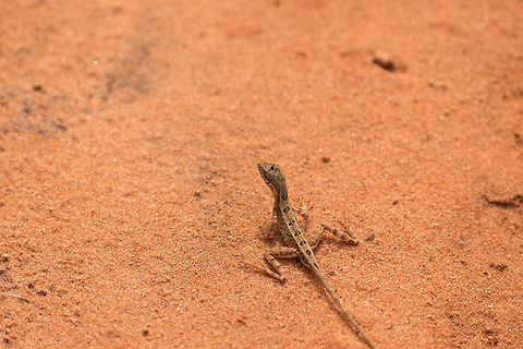Fan-throated lizard, Wilpaththu, Sri Lanka Taken from a jeep, hence the poor angle. I did not realize during the taking of the photo, however, that this would be a species intro, and quite an interesting species. Asia,Fan-throated lizard,Sitana ponticeriana,Sri Lanka,Wilpaththu