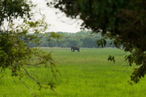 Sole Sri Lankan elephant in Wilpaththu, Sri Lanka  Asia,Elephas maximus maximus,Sri Lanka,Sri Lankan elephant,Wilpaththu