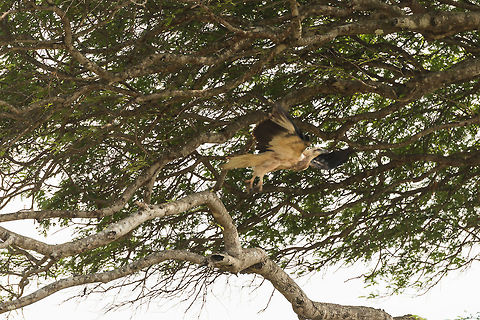 White-bellied Sea Eagle (juvenile) takeoff, Wilpaththu, Sri Lanka If my identification is correct, this concerns a juvenile White-bellied Sea Eagle. Adults do have the white belly. Asia,Haliaeetus leucogaster,Sri Lanka,White-bellied Sea Eagle,Wilpaththu