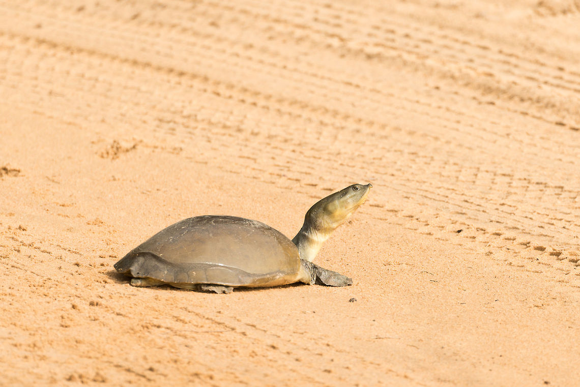 Indian Flapshell turtle on Wilpaththu path, Sri Lanka  Asia,Indian flapshell turtle,Lissemys punctata,Sri Lanka,Wilpaththu