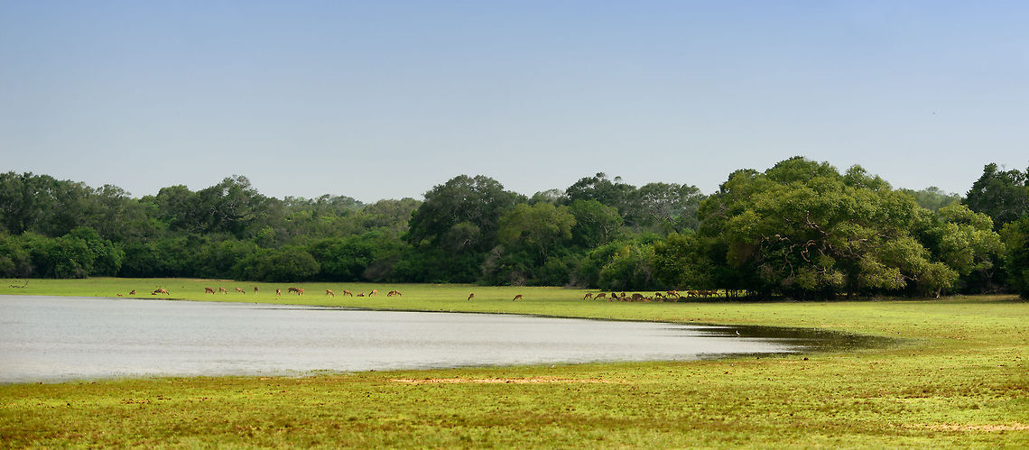 Sri Lankan axis deer herd, Wilpaththu, Sri Lanka A little paradise for these deer: wide open green fields, and plenty of water. If it wasn&#039;t for the crocs and leopards, it would just be perfect. Asia,Axis axis ceylonensis,Sri Lanka,Sri Lankan axis deer,Wilpaththu