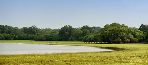 Sri Lankan axis deer herd, Wilpaththu, Sri Lanka A little paradise for these deer: wide open green fields, and plenty of water. If it wasn't for the crocs and leopards, it would just be perfect. Asia,Axis axis ceylonensis,Sri Lanka,Sri Lankan axis deer,Wilpaththu