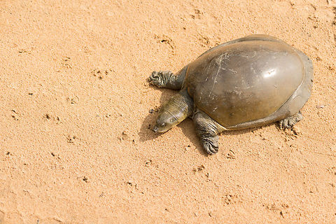 Indian Flapshell turtle closeup on Wilpaththu path, Sri Lanka This turtle simply wouldn't move, our driver had to get out of the car and lift it to the side of the path. One cool observation in Sri Lanka is that in general (with a few exceptions), people are very respectful towards animals, probably originating from Buddhist beliefs: every form of life deserves to live. Even mosquitoes and leeches aren't squashed, they are just chased away. Asia,Indian flapshell turtle,Lissemys punctata,Sri Lanka,Wilpaththu