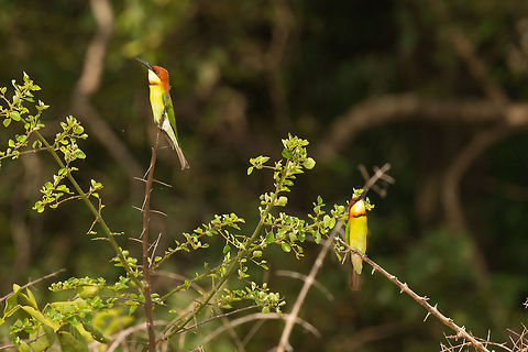Chestnut-headed Bee-eater couple, Wilpaththu, Sri Lanka Possibly married. Asia,Chestnut-headed Bee-eater,Merops leschenaulti,Sri Lanka,Wilpaththu