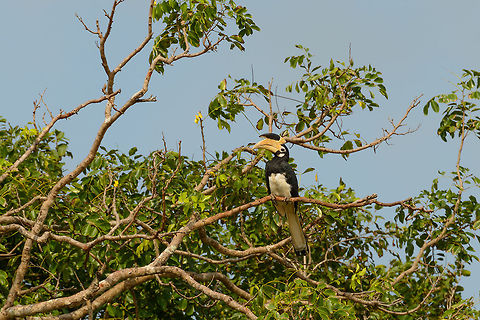 Malabar pied hornbill in tree, Wilpaththu, Sri Lanka  Anthracoceros coronatus,Asia,Malabar pied hornbill,Sri Lanka,Wilpaththu