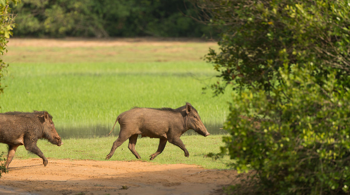 Wild Boars crossing path in Wilpaththu, Sri Lanka  Asia,Indian boar,Sri Lanka,Sus scrofa cristatus,Wilpaththu