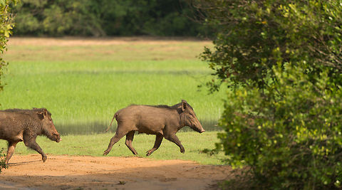 Wild Boars crossing path in Wilpaththu, Sri Lanka  Asia,Indian boar,Sri Lanka,Sus scrofa cristatus,Wilpaththu