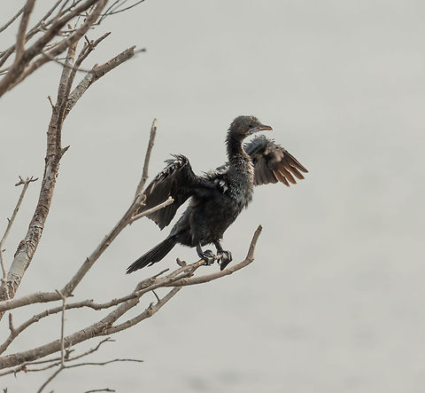 Little Cormorant drying wings on tree at Wilpaththu, Sri Lanka  Asia,Little cormorant,Microcarbo niger,Sri Lanka,Wilpaththu