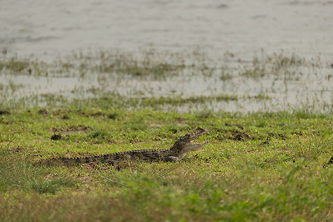 Mugger Crocodile on water pond edge heating up, Wilpaththu, Sri Lanka  Asia,Crocodylus palustris,Mugger crocodile,Sri Lanka,Wilpaththu