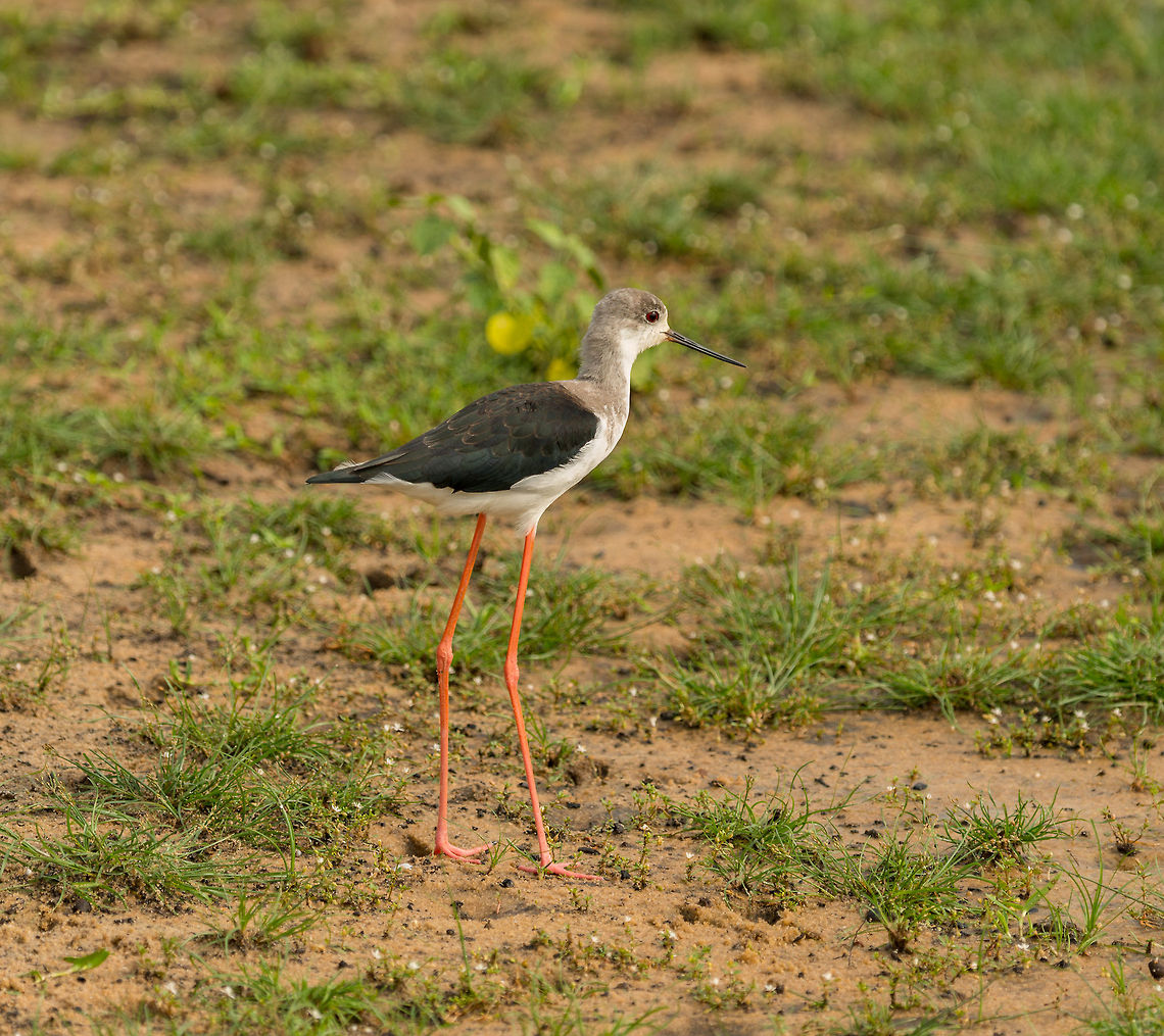 Black-winged Stilt with stretched out legs, Wilpaththu, Sri Lanka  Asia,Black-winged Stilt,Himantopus himantopus,Sri Lanka,Wilpaththu