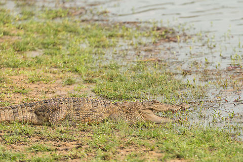 Closeup of Mugger Crocodile on water pond edge heating up, Wilpaththu, Sri Lanka  Asia,Crocodylus palustris,Mugger crocodile,Sri Lanka,Wilpaththu