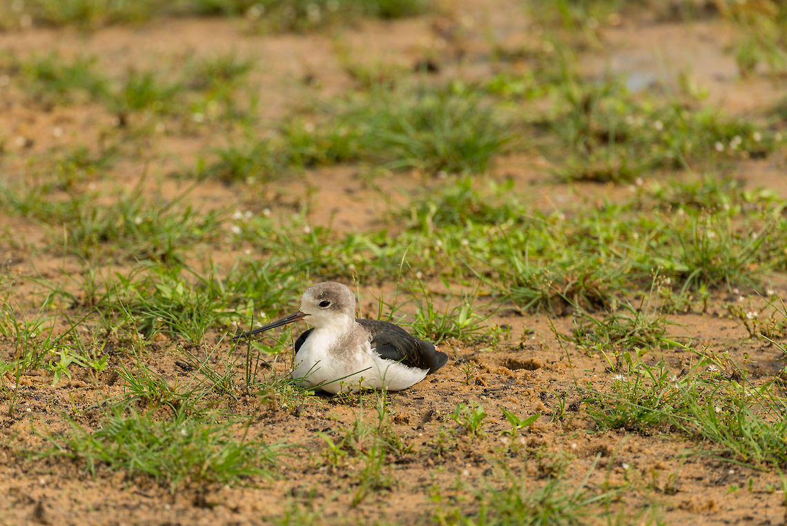 Black-winged Stilt resting, Wilpaththu, Sri Lanka  Asia,Black-winged Stilt,Himantopus himantopus,Sri Lanka,Wilpaththu