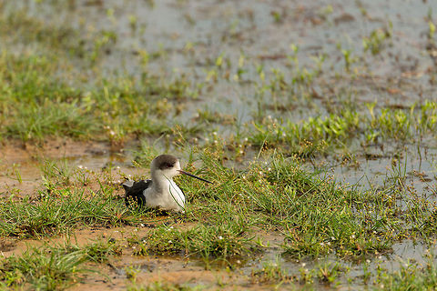 Black-winged Stilt resting, Wilpaththu, Sri Lanka Leg extensions activated:
http://www.jungledragon.com/image/23789/black-winged_stilt_with_stretched_out_legs_wilpaththu_sri_lanka.html Asia,Black-winged Stilt,Himantopus himantopus,Sri Lanka,Wilpaththu