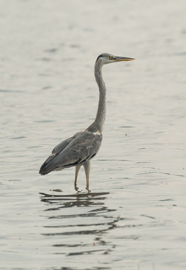 Grey Heron in Wilpaththu, Sri Lanka One of few birds found both in Sri Lanka and my cold home country (the Netherlands). Ardea cinerea,Asia,Grey Heron,Sri Lanka,Wilpaththu